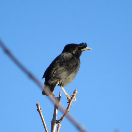 Crested Myna